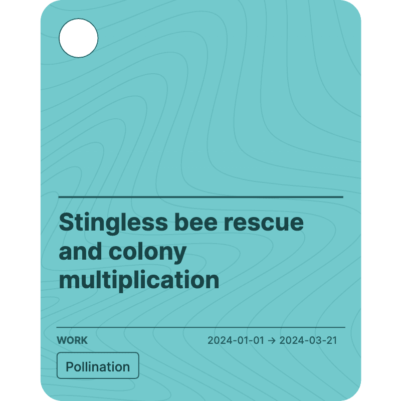 Stingless bee rescue and colony multiplication